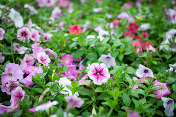 colorful petunia flower in garden