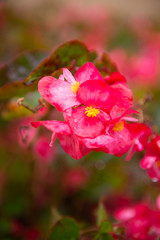 Naklejka na ściany i meble colorful Begonia flower in garden