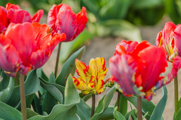 tulips field agriculture holland