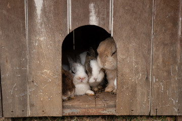 cute rabbit on the farm