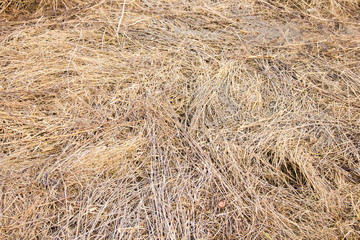 grass