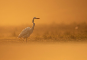 Great Egret in misty Morning