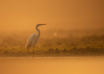 Great Egret in misty Morning