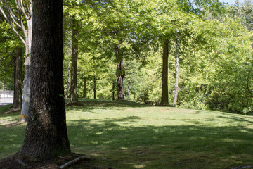 Sun entering through the trees in the beautiful and verdant landscape