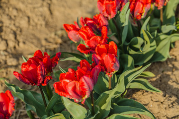 tulips field agriculture holland