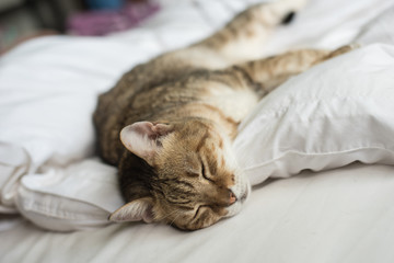 lazy and funny tabby cat © ChenPG