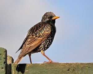 Closeup of a young Starling perched on a fence