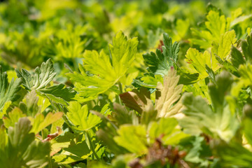 Background texture of fresh green leaves in spring