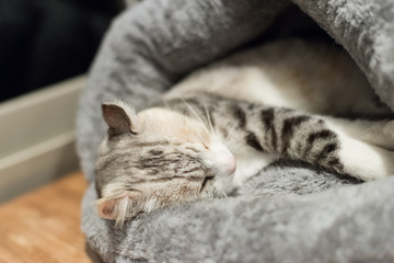 cat sleep at a nest