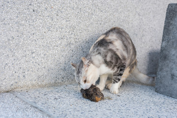 cat catch and hunting