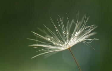 Dandelion seed extreme closed up against a green background
