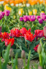 Fototapeta premium tulips field agriculture holland