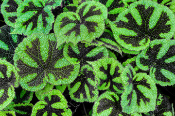 Beautiful Begonia Masoniana Pattern