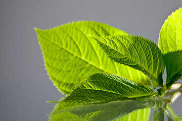 hortensienblätter isoliert auf grauem untergrund