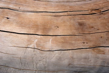 dry cracked log texture