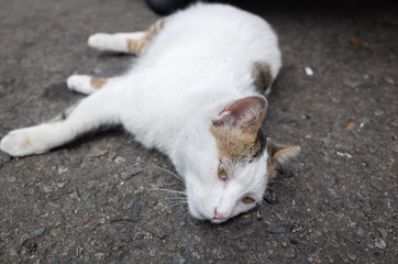stray cat lying at street