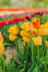 tulips field agriculture holland