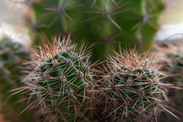 Close up of globe shaped cactus with long thorns. selective focus. 
