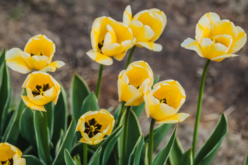 Obraz premium tulips field agriculture holland