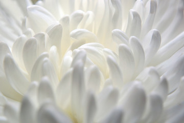 Detail of white flower many petals in bloomed bud. (chrysanthemum) 