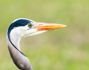 Profile view of Florida bird, macro, copy space, audubon