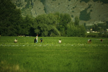 Travaille dans le champ