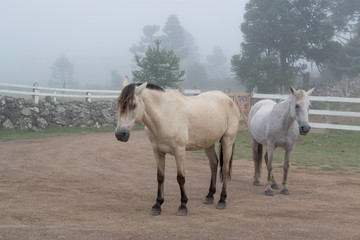 Obraz premium horse in the field