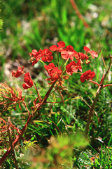 euphorbe  faux cyprès