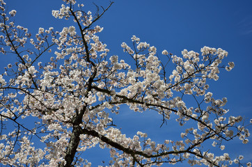 Cherry tree in bloom