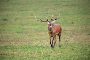 Bellowing red deer, cervus elaphus, stag walking in rutting season