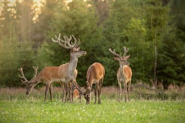 Naklejka na ściany i meble Herd of red deer, cervus elaphus, stags with antlers covered in velvet in spring. Group of wild animals in nature with fresh green vegetation at sunset.