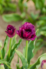 tulips field agriculture holland