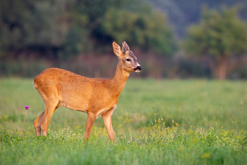 Young roe deer, capreolus capreolus, buck in summer on a fresh green grass. Wild animal in nature. Wildlife scenery with vibrant colors at sunset.