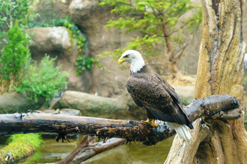 神戸どうぶつ王国　ハクトウワシ
