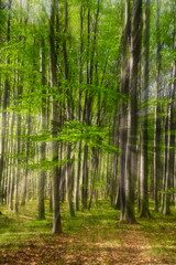 Green forest with motion effect abstract photo