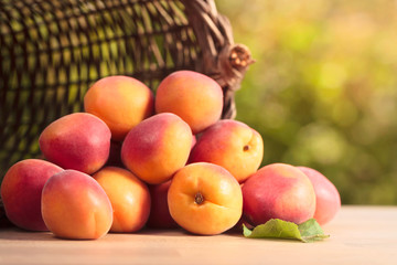 basket with ripe apricots