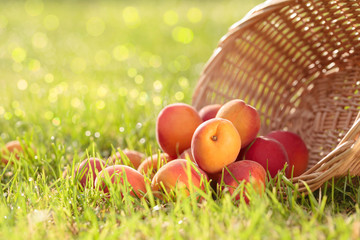ripe apricots in garden