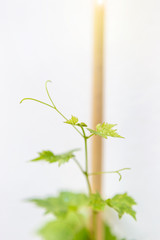 Young grap plant growing over blurred white background, selective focus, agriculture concept