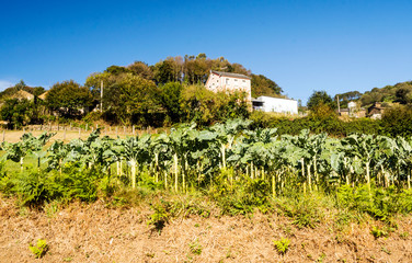 Fototapeta na wymiar Field cultivated in the north of Spain in a sunny day.