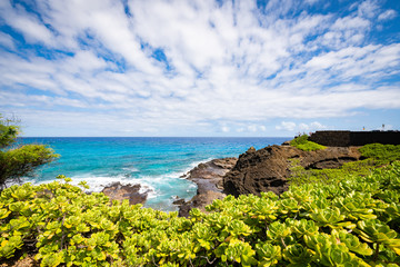 ハロナブロウホールと植物
