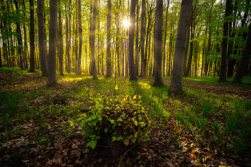 Sunrays in the green forest