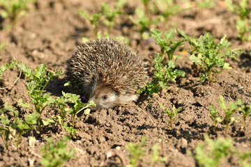 hedgehog walks in the field looking for food