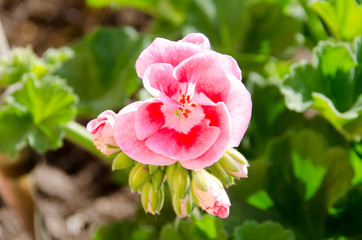 Obraz premium pink geranium flower in the garden