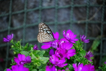 伊丹市昆虫館の蝶