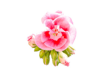 Fototapeta premium pink geranium on a white background