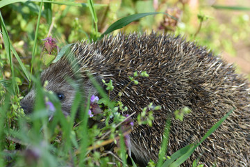 portrait of hedgehog in the field grass 