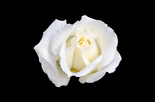 white rose isolated on a black background