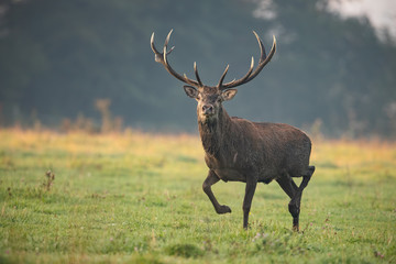 Running red deer, cervus elaphus, stag in the early morning light. Action wildlife scenery....
