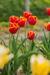 Obraz premium tulips field agriculture holland