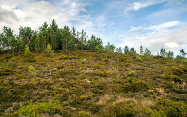 Trees in the forest of the north of Spain.